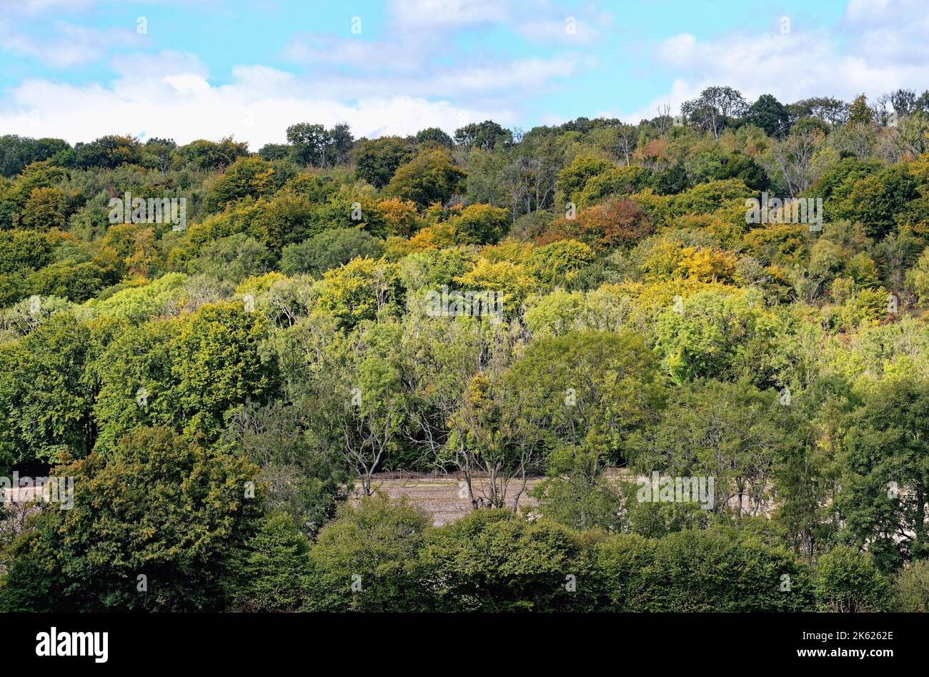 The heavily wooded hillside on the Surrey Hills and North Downs on a sunny early autumn day near Dorking England UK Stock Photo