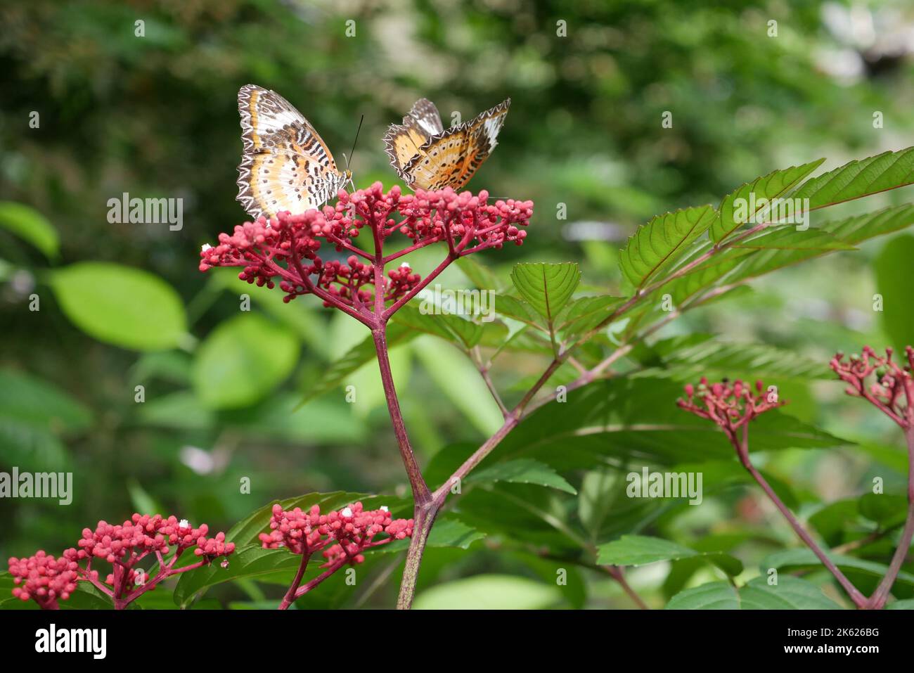 Colorful black and blue butterfly in summer time. Stock Photo