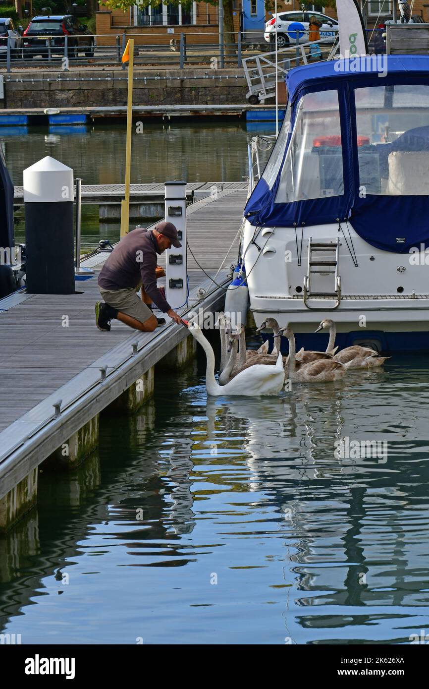 Portishead, UK. 11th Oct, 2022. Portishead, Bristol, 11/10/2022, On a warm afternoon in Portishead Marina, a man on boat walkway is seen feeding a family of swans. Picture Credit: Robert Timoney/Alamy Live News Stock Photo