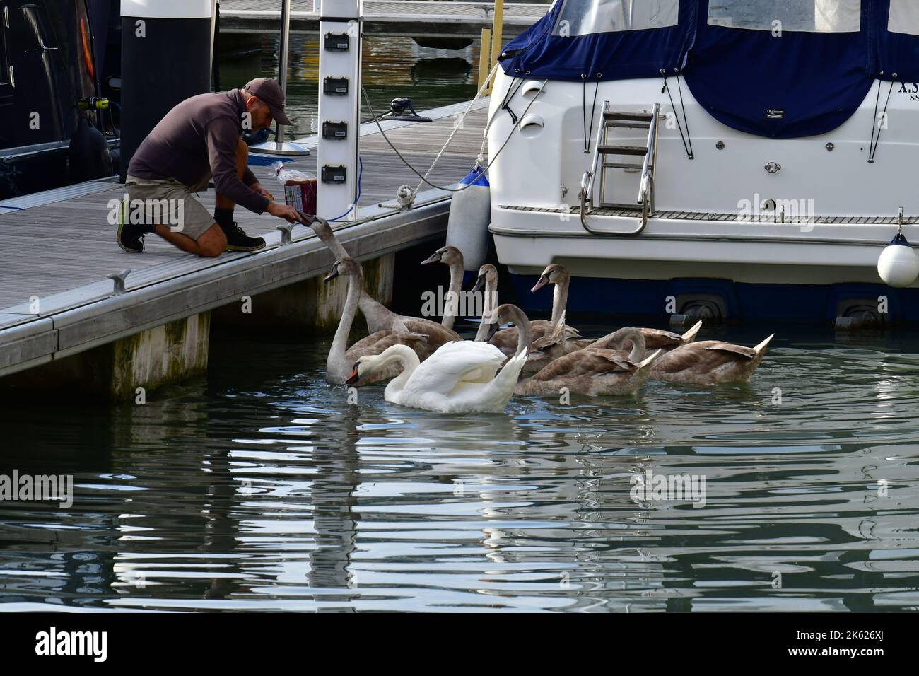 Portishead, UK. 11th Oct, 2022. Portishead, Bristol, 11/10/2022, On a warm afternoon in Portishead Marina, a man on boat walkway is seen feeding a family of swans. Picture Credit: Robert Timoney/Alamy Live News Stock Photo