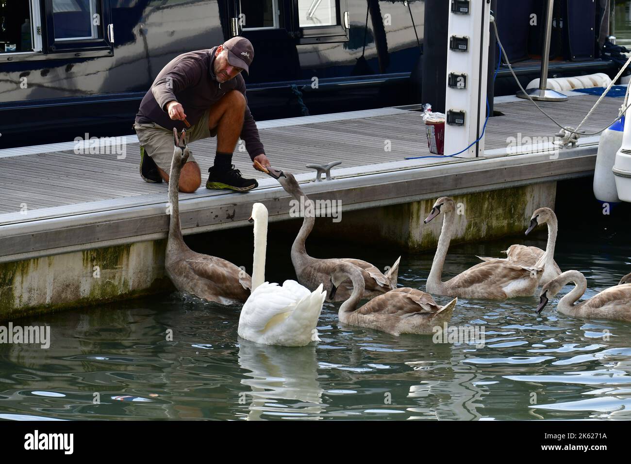 Portishead, UK. 11th Oct, 2022. On a warm afternoon in Portishead Marina, a man on boat walkway is seen feeding a family of swans. Picture Credit: Robert Timoney/Alamy Live News Stock Photo