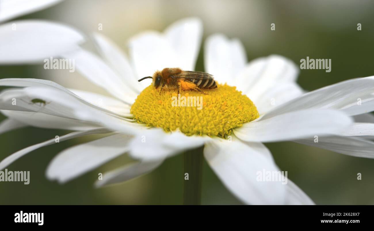 Bee pollinating a Pink Rose Stock Photo - Alamy