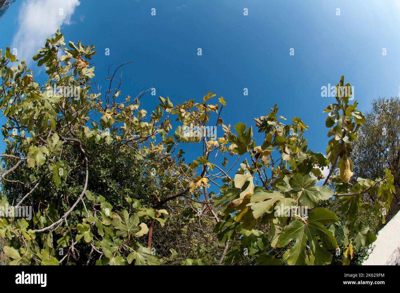 Autum garden, Fig tree with big leaves, Arles, Bouches-du-Rhône, Provence-Alpes-Côte d'Azur, France Stock Photo