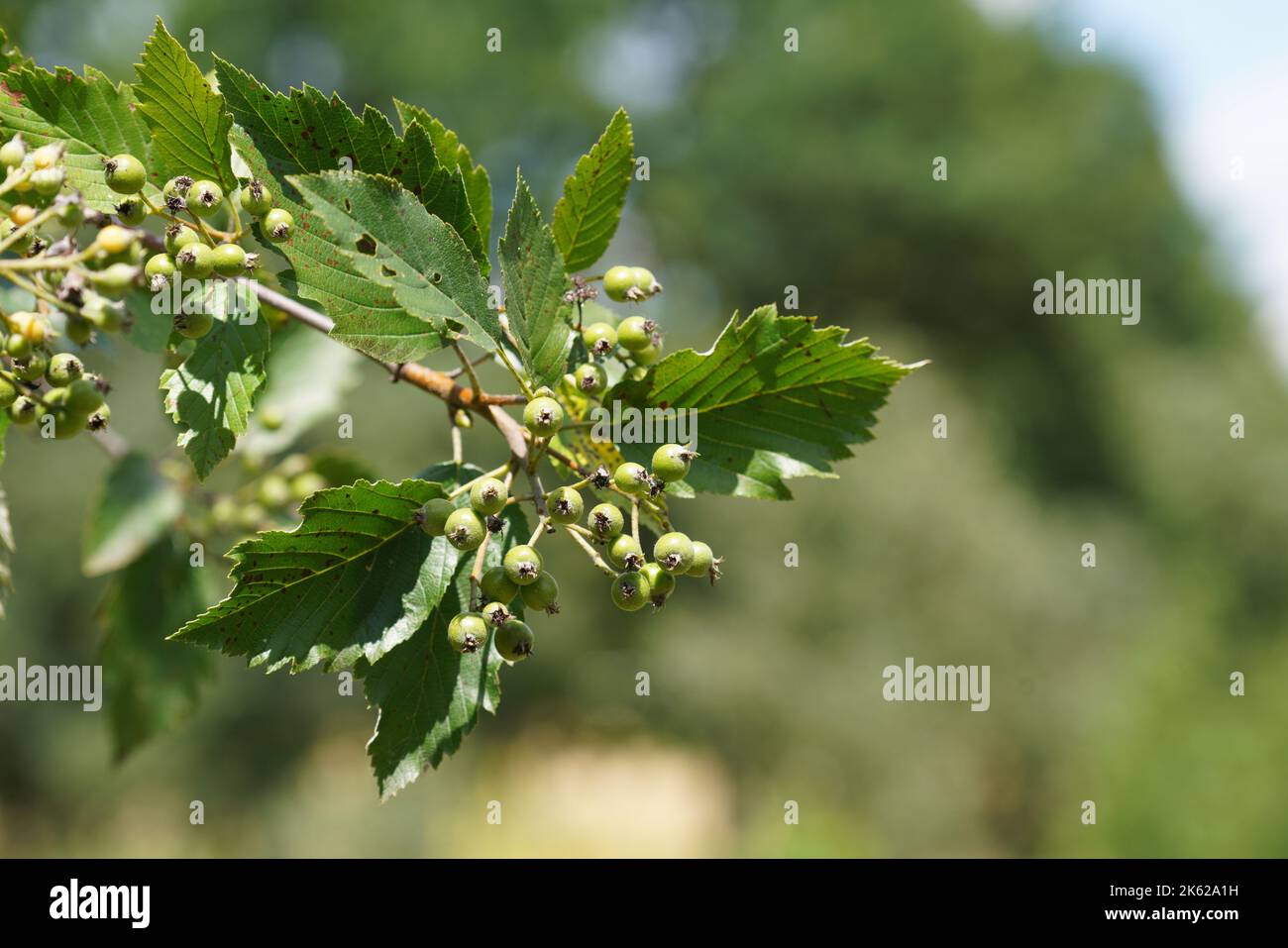 A closeup shot of a Sorbus rupicola plant on a tree on a sunny day Stock Photo