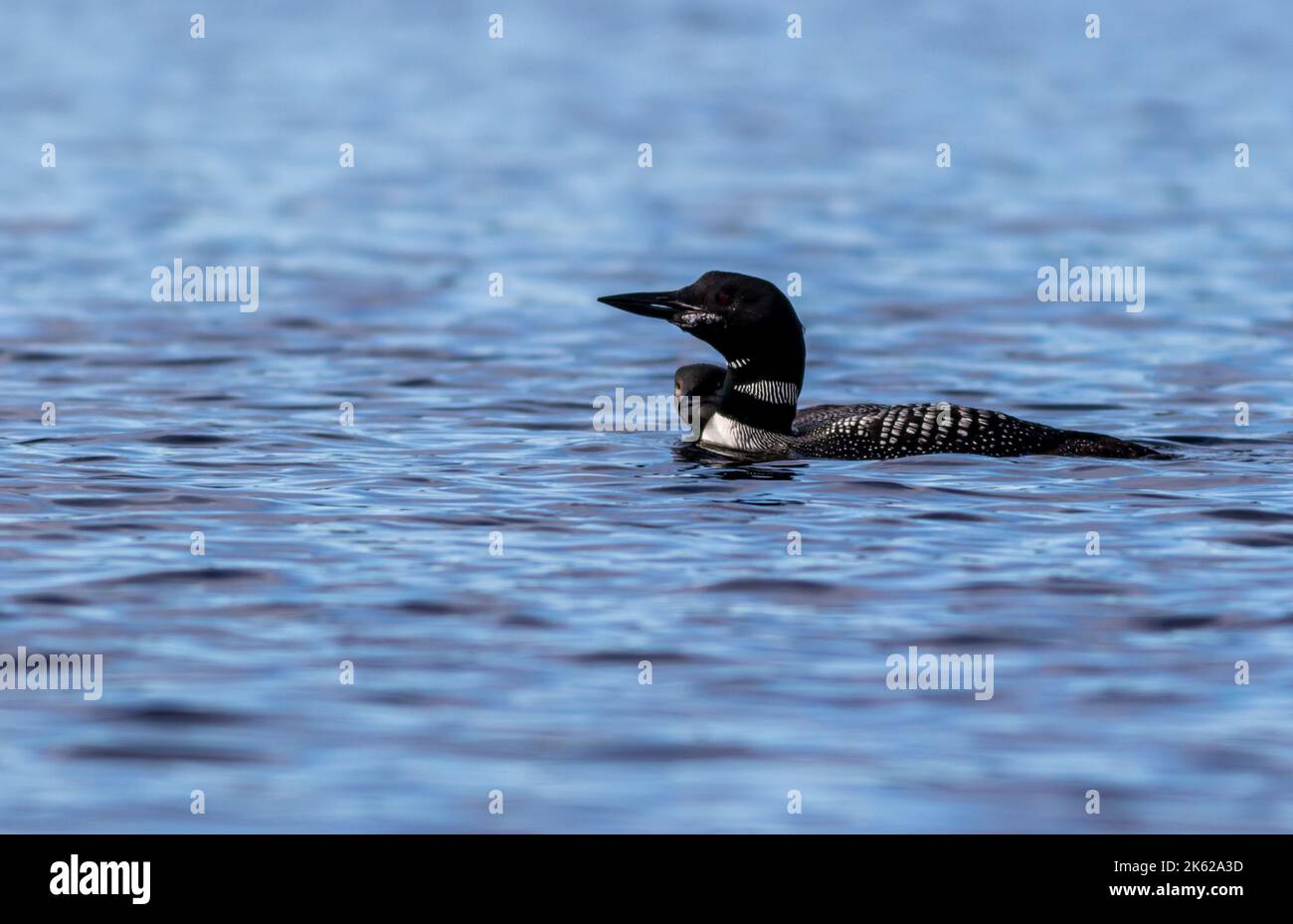 Common Loon, Gavia immer, closeup in beautiful crystal clear Lake Millinocket, Maine, in early fall Stock Photo