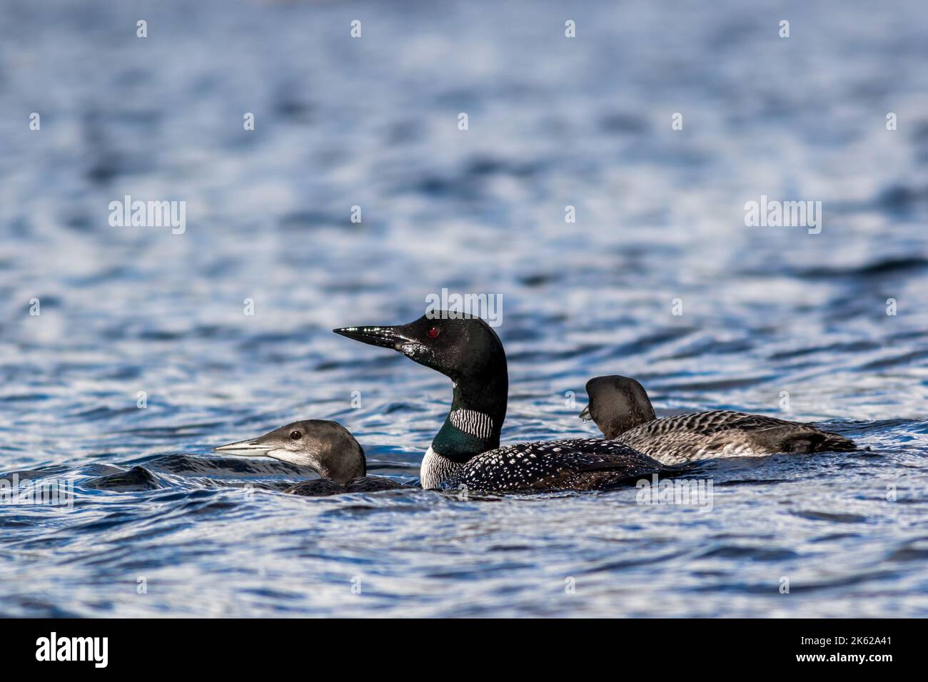 Common Loon, Gavia immer, with two juvenile loons in beautiful crystal clear Lake Millinocket, Maine, in early fall Stock Photo