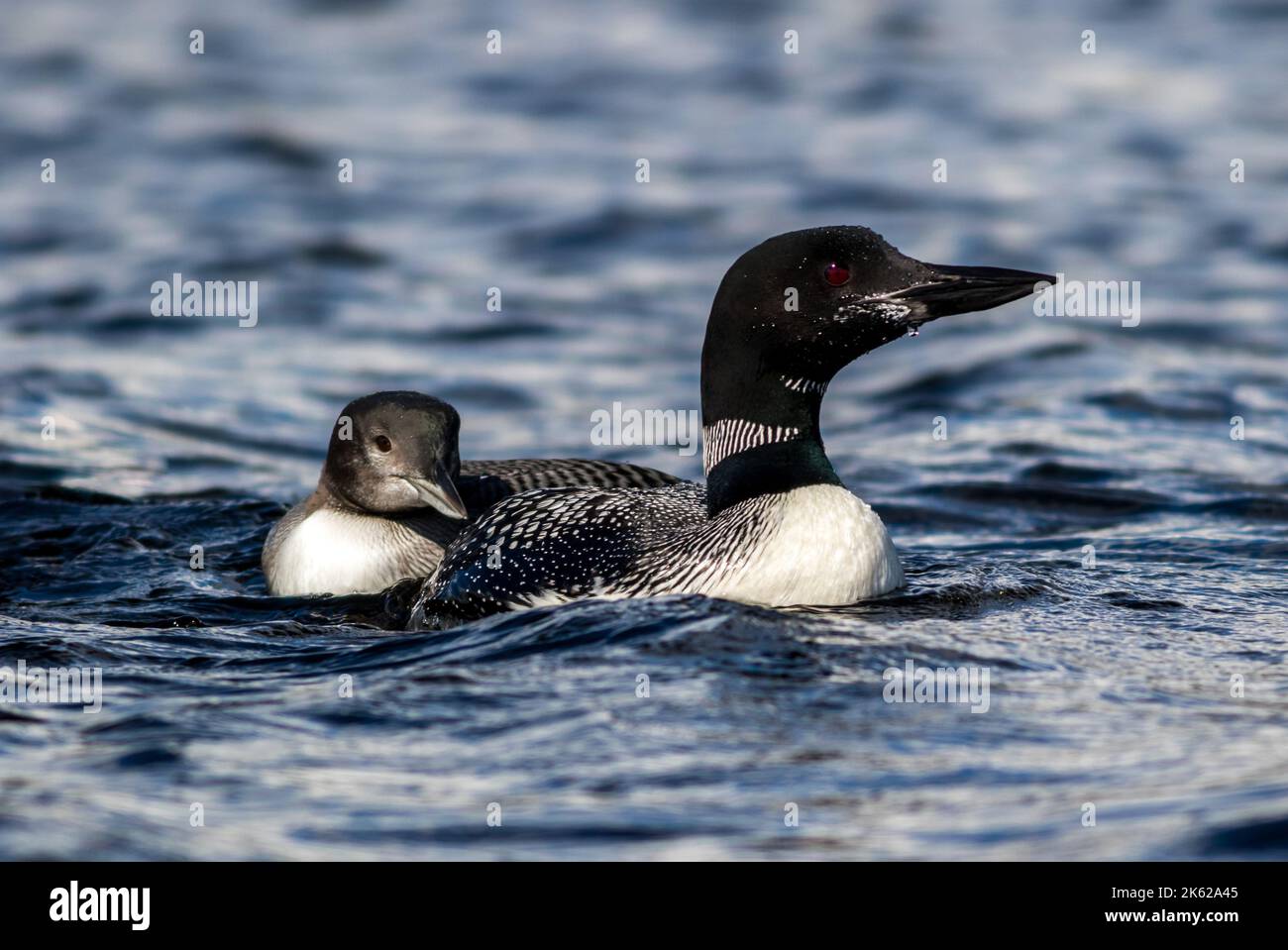 Common Loon, Gavia immer, with juvenile loon in beautiful crystal clear Lake Millinocket, Maine, in early fall Stock Photo