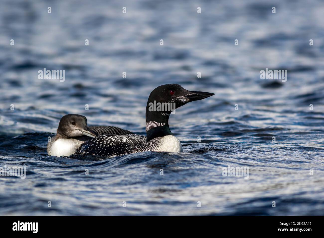 Common Loon, Gavia immer, with juvenile loon in beautiful crystal clear Lake Millinocket, Maine, in early fall Stock Photo