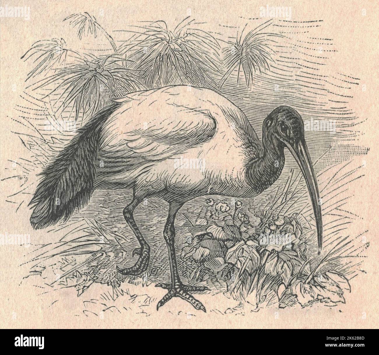 Antique engraved illustration of the ibis. Vintage illustration of the ibis. Old engraved picture of the bird. The ibises  are a group of long-legged wading birds in the family Threskiornithidae, that inhabit wetlands, forests and plains.'Ibis' derives from the Latin and Ancient Greek word for this group of birds. It also occurs in the scientific name of the cattle egret (Bubulcus ibis) mistakenly identified in 1757 as being the sacred ibis. Stock Photo