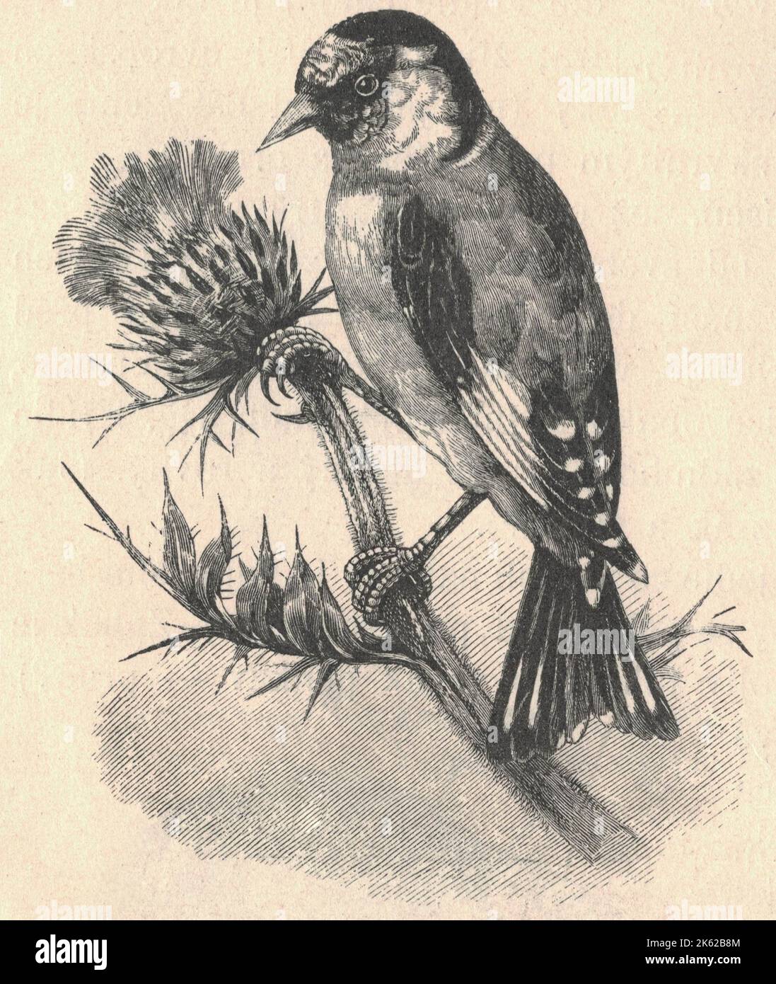 Antique engraved illustration of the European goldfinch. Vintage illustration of the European goldfinch. Old engraved picture of the bird. Stock Photo