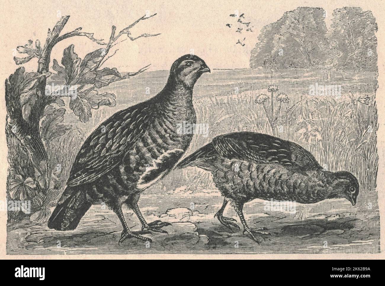 Antique engraved illustration of the partridge. Vintage illustration of the partridge. Old engraved picture of the bird. A partridge is a medium-sized galliform bird in any of several genera, with a wide native distribution throughout parts of Europe, Asia and Africa. Several species have been introduced to the Americas. They are sometimes grouped in the Perdicinae subfamily of the Phasianidae (pheasants, quail, etc.). However, molecular research suggests that partridges are not a distinct taxon within the family Phasianidae, but that some species are closer to the pheasants, while others are Stock Photo