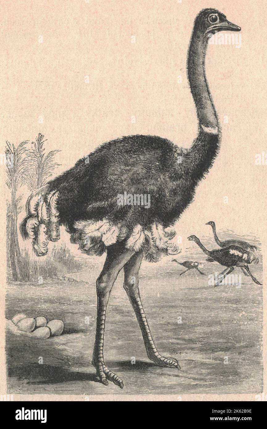 Antique engraved illustration of the ostrich. Vintage illustration of the ostrich. Old engraved picture of the bird. Ostriches are large flightless birds of the genus Struthio in the order Struthioniformes, part of the infra-class Palaeognathae, a diverse group of flightless birds also known as ratites that includes the emus, rheas, and kiwis. There are two living species of ostrich: the common ostrich, native to large areas of sub-Saharan Africa and the Somali ostrich, native to the Horn of Africa. The common ostrich was also historically native to the Arabian Peninsula, and ostriches were pr Stock Photo