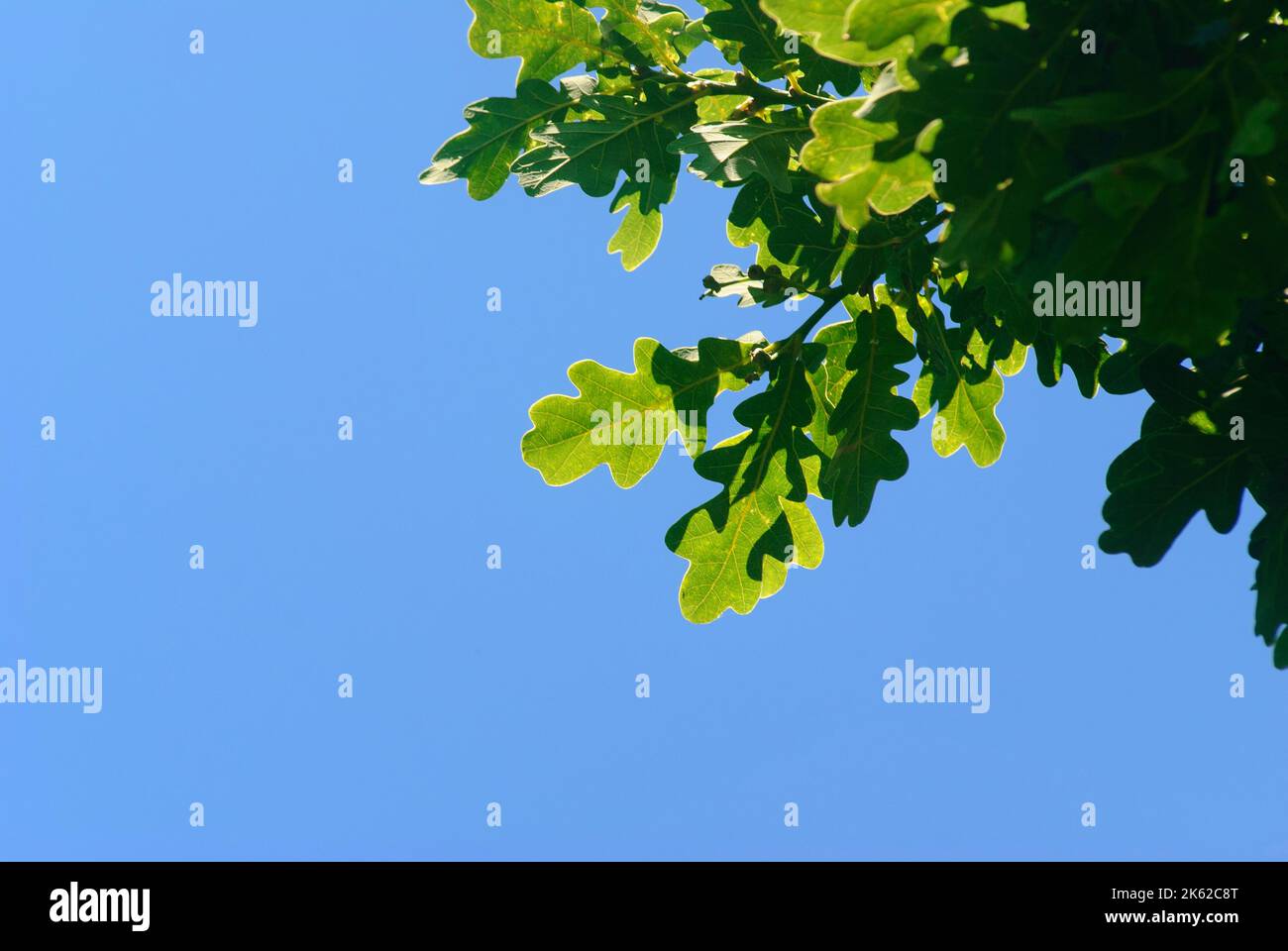 Oak leaves with rim lighting, against a blue sky Stock Photo