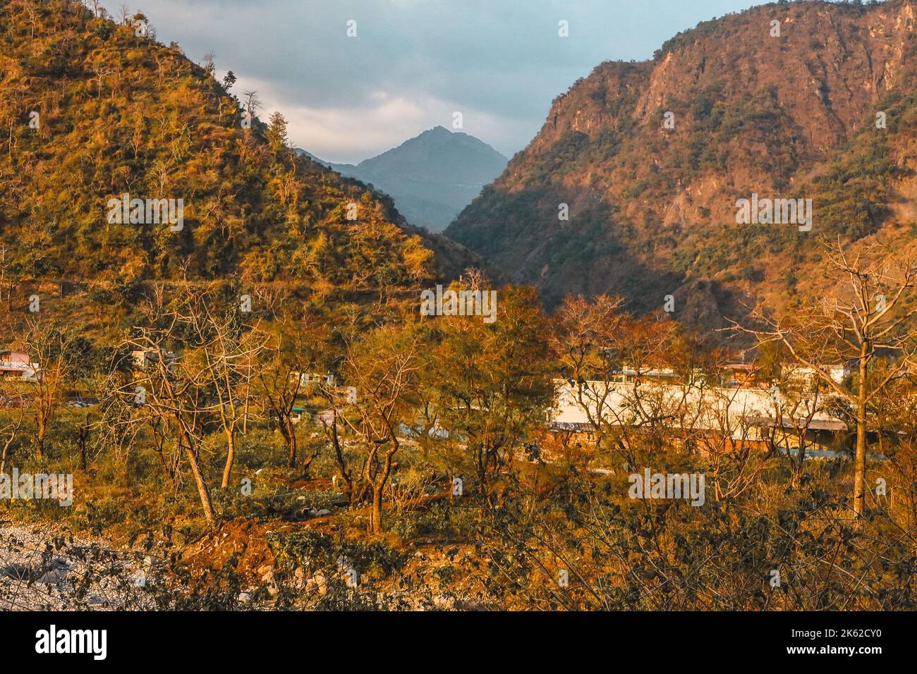 The trees in the forest with a mountain background Stock Photo - Alamy