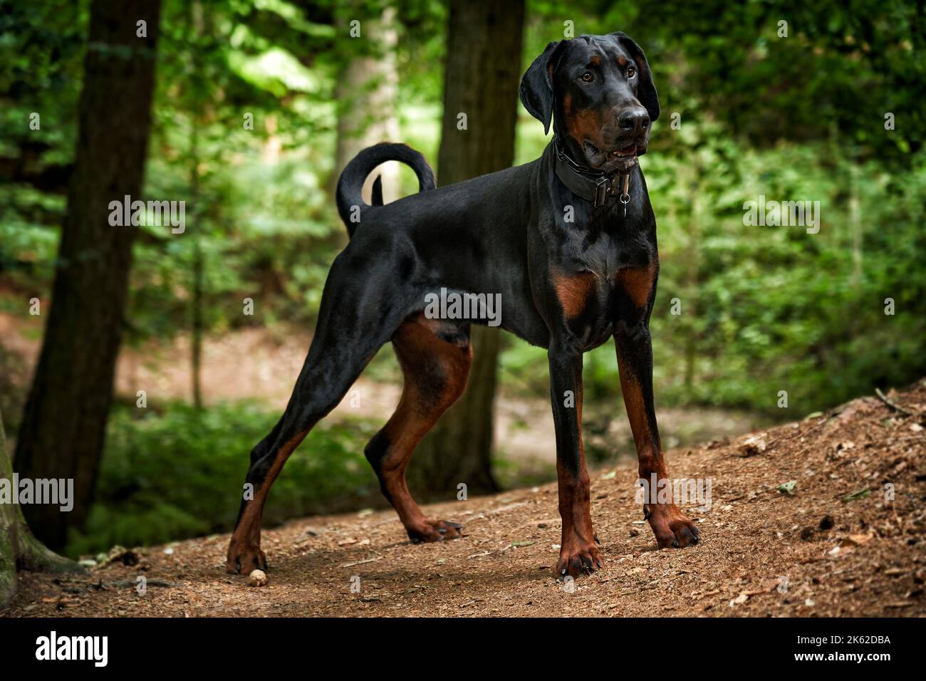 Doberman puppy dog standing alert in woods while on a walk Stock Photo