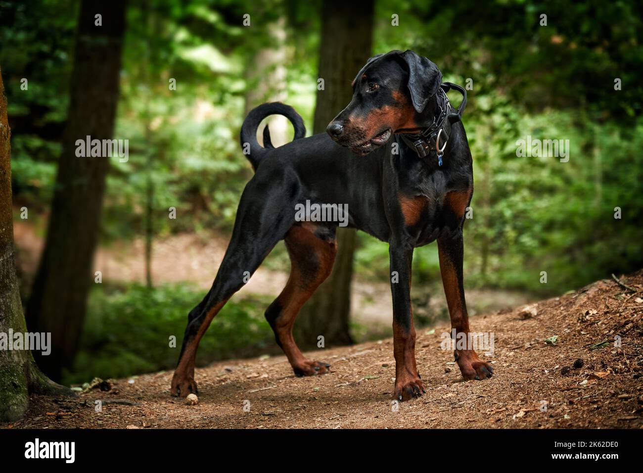 Doberman puppy dog standing alert in woods while on a walk Stock Photo ...