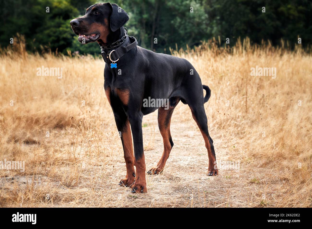 Doberman puppy dog standing alert in a field while on a walk Stock Photo