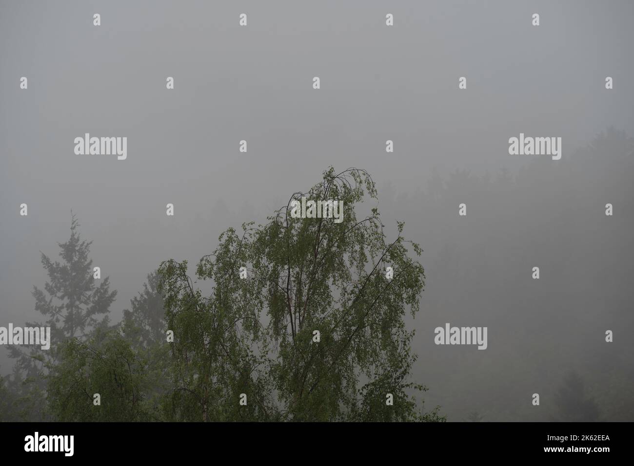 The silhouettes of trees on a foggy day Stock Photo - Alamy
