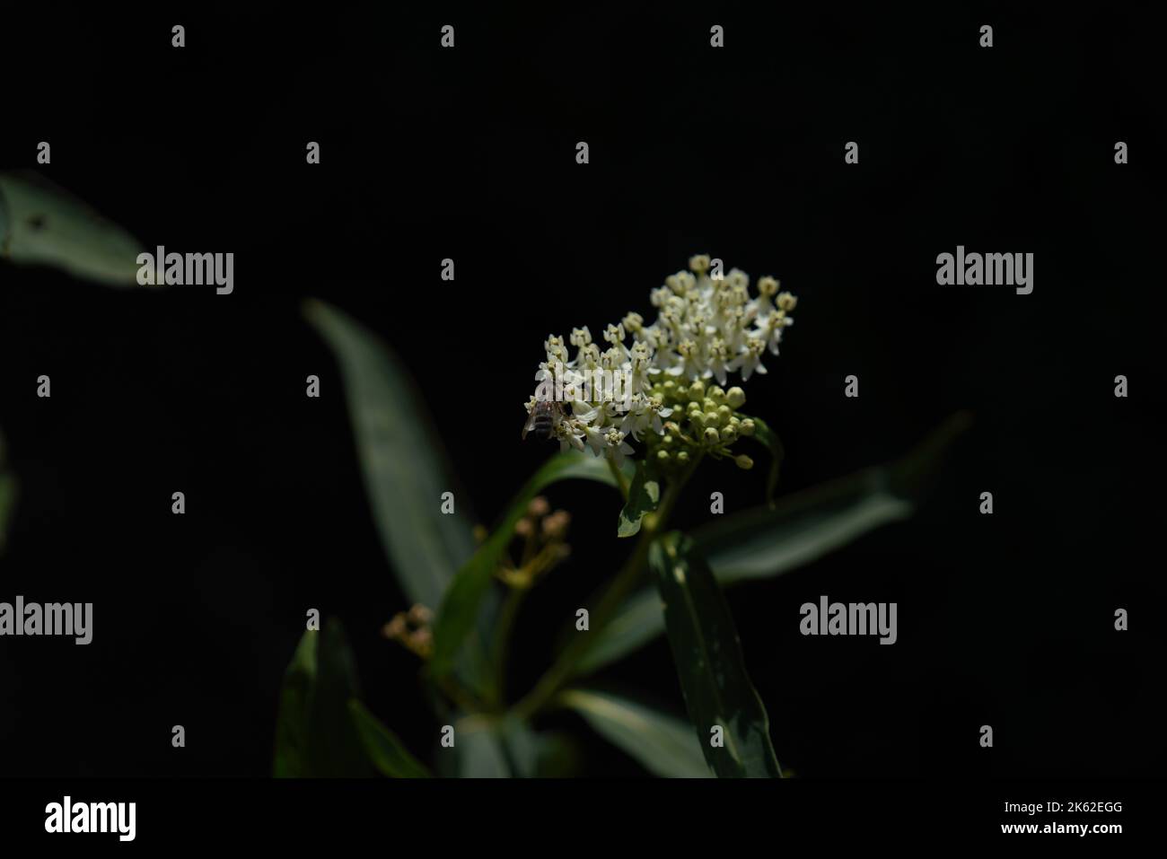A closeup of Asclepias verticillata, the whorled milkweed on black background. Stock Photo