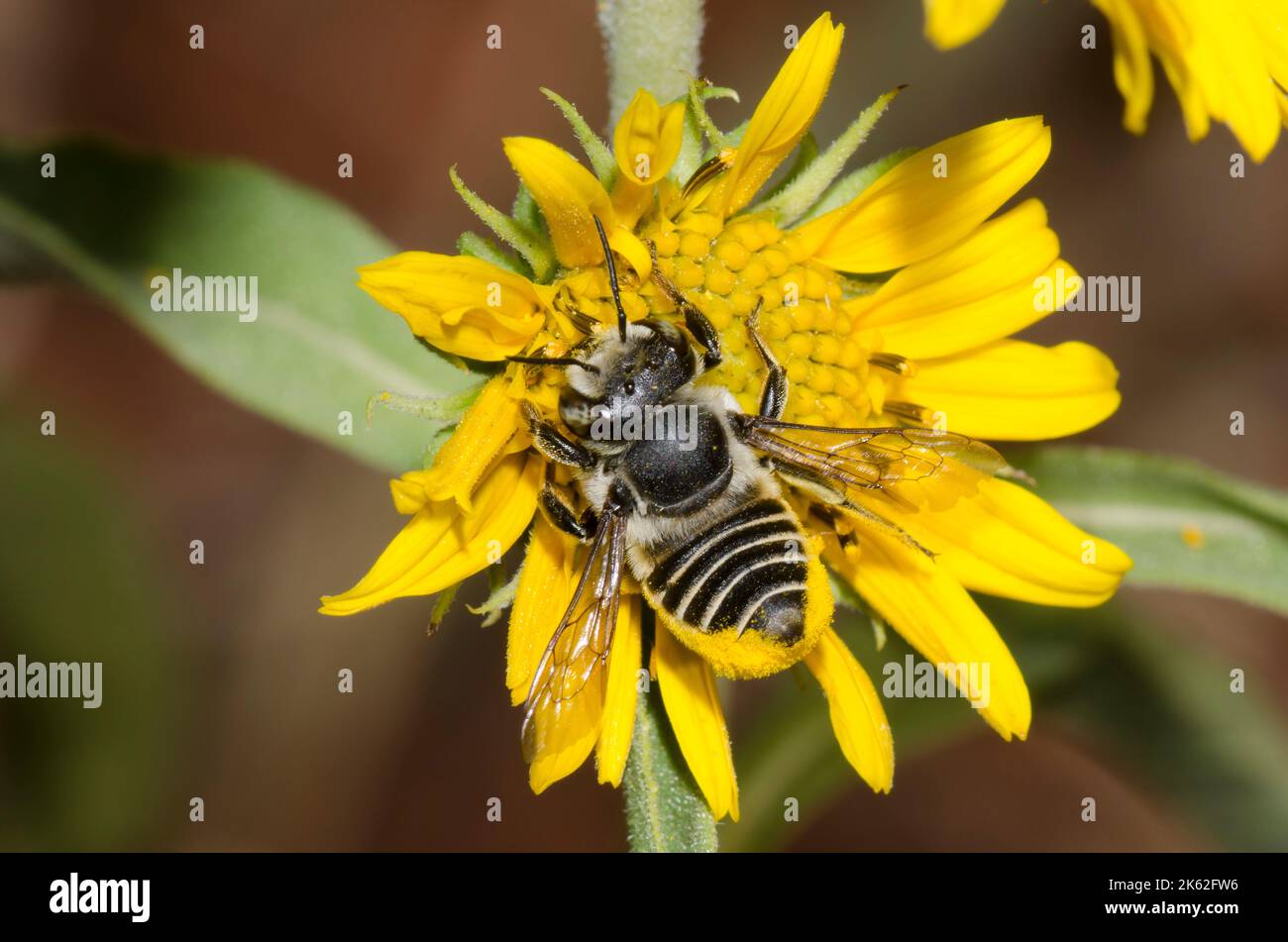 Leafcutter Bee, Megachile sp., foraging on Maximilian sunflower, Helianthus maximiliani Stock