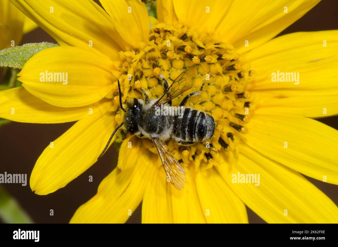 Leafcutter Bee, Megachile sp., foraging on Maximilian sunflower, Helianthus maximiliani Stock