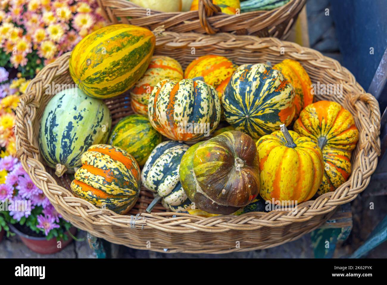 Gourds and Pumpkins in Oval Rattan Basket October Autumn Stock Photo