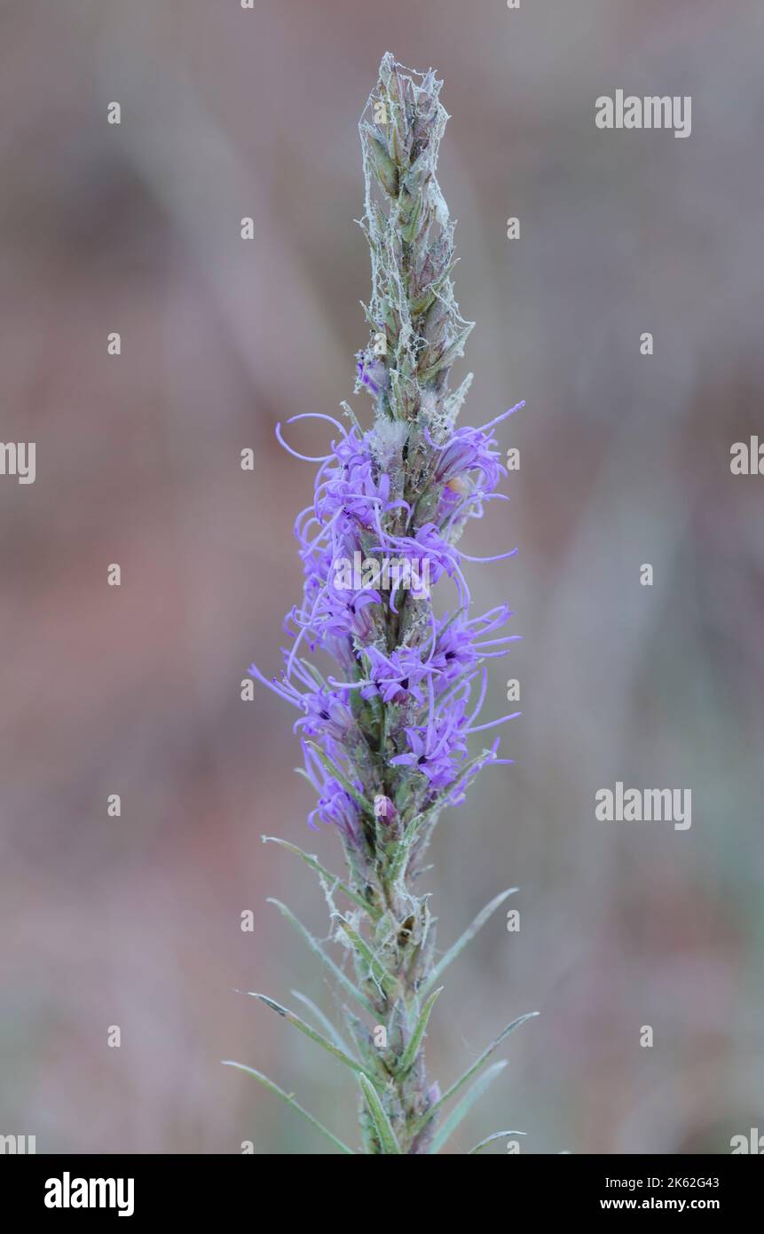 Dotted Blazing Star, Liatris punctata Stock Photo