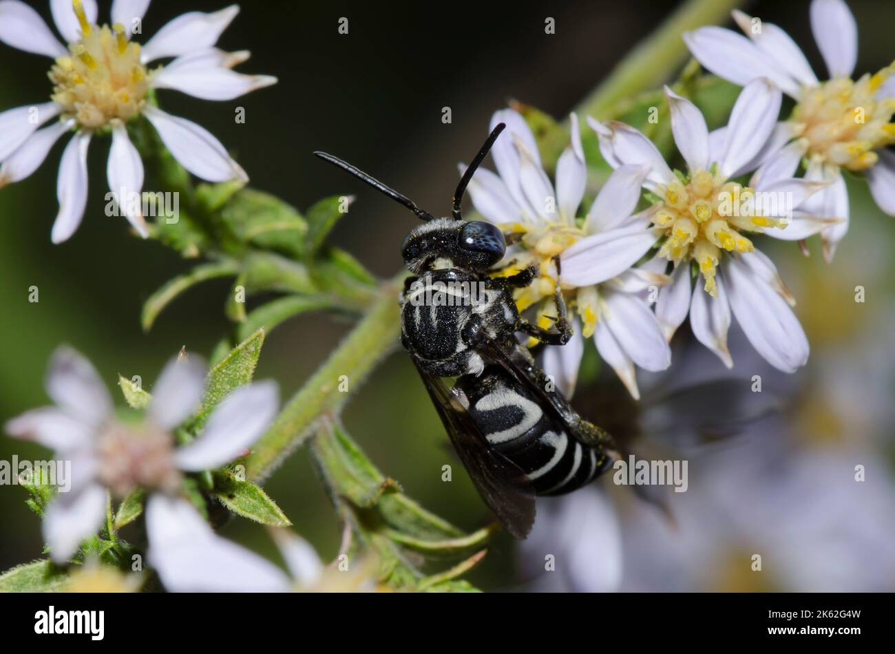 Cuckoo Bee, Tribe Epeolini, foraging on Drummond's Aster, Symphyotrichum drummondii Stock Photo