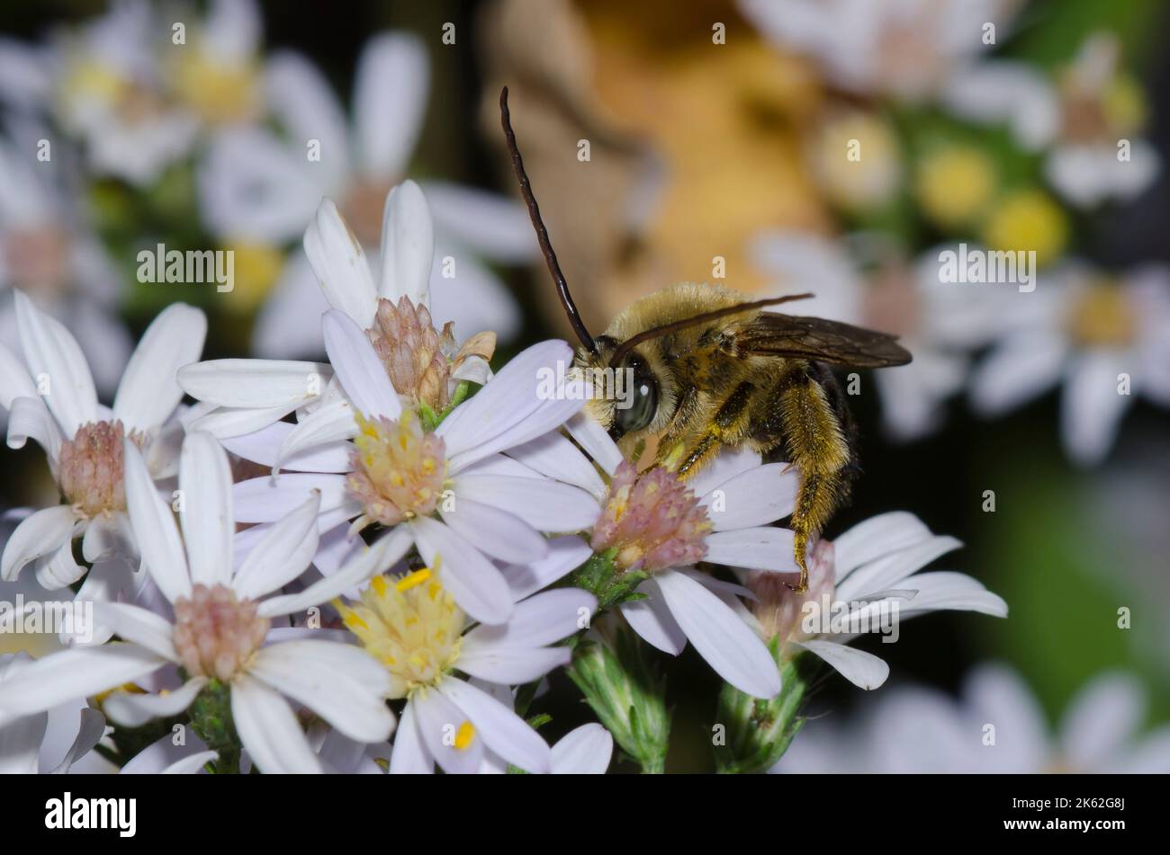 Longhorned Bee, Melissodes sp., male foraging on Drummond's Aster