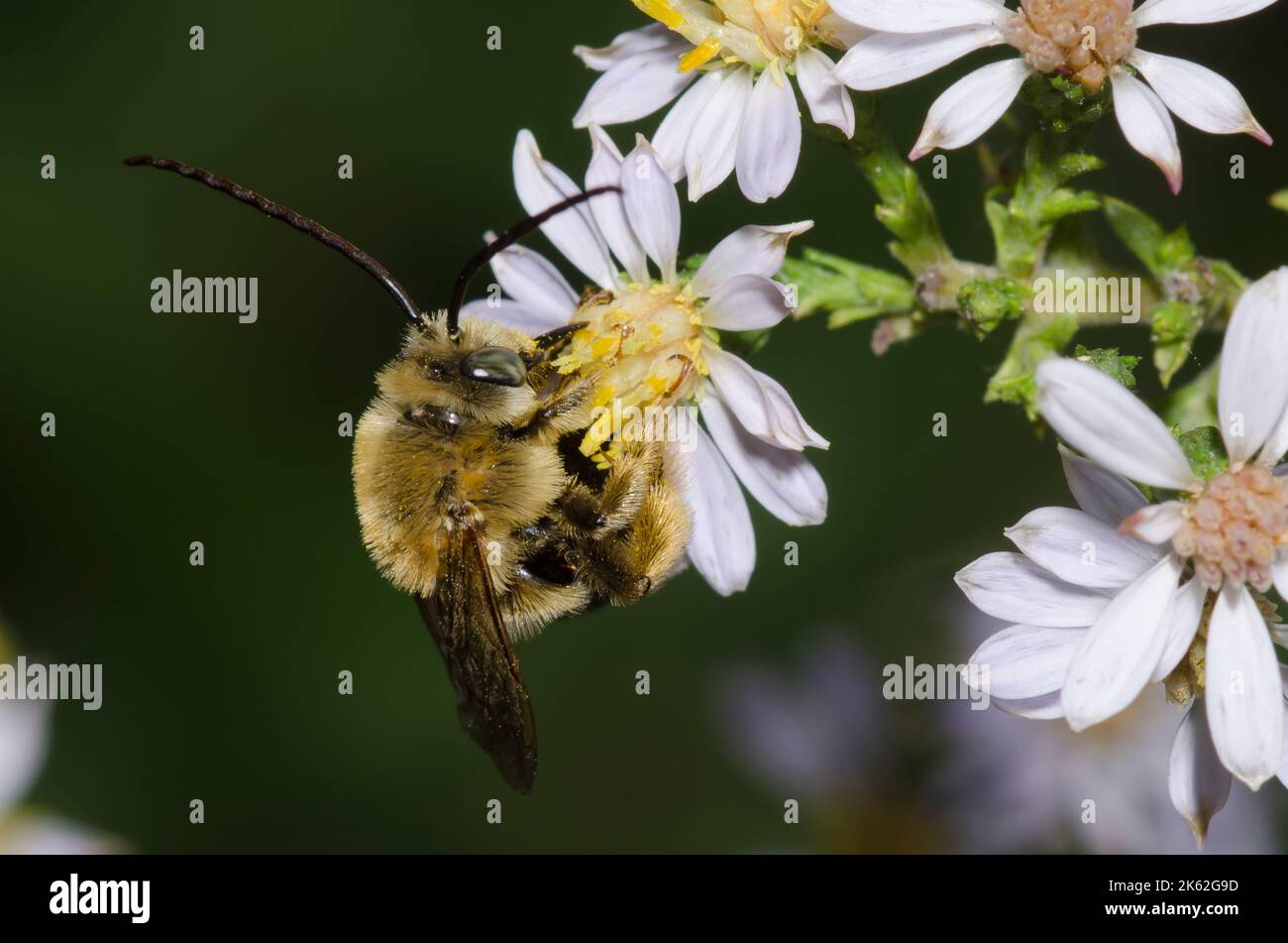 Long-horned Bee, Melissodes sp., male foraging on Drummond's Aster ...