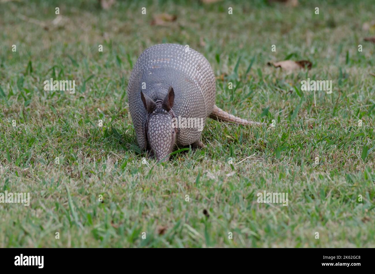 Nine-banded Armadillo, Dasypus novemcinctus, foraging Stock Photo