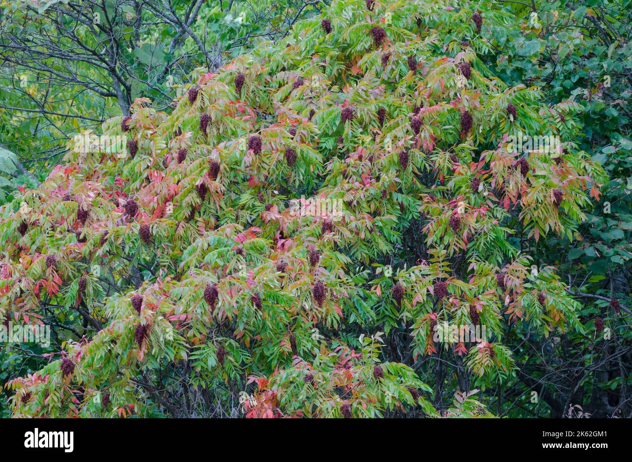 Sumac not leaf not plant not tree hires stock photography and images