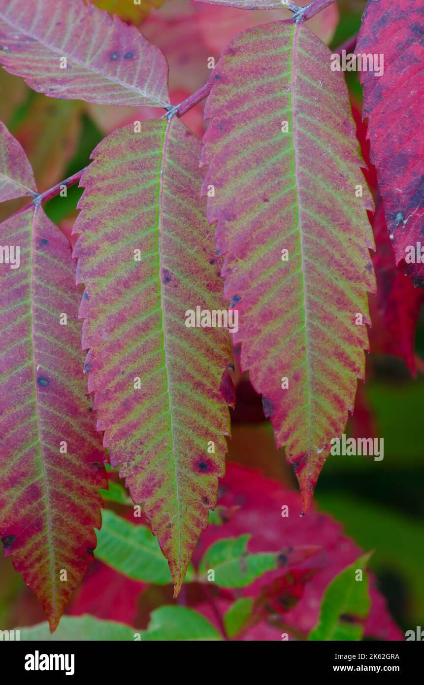 Smooth Sumac, Rhus glabra, in Fall Stock Photo Alamy