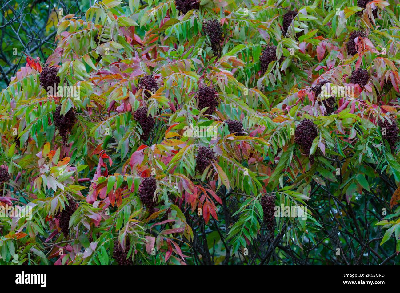 Sumac not leaf not plant not tree hires stock photography and images