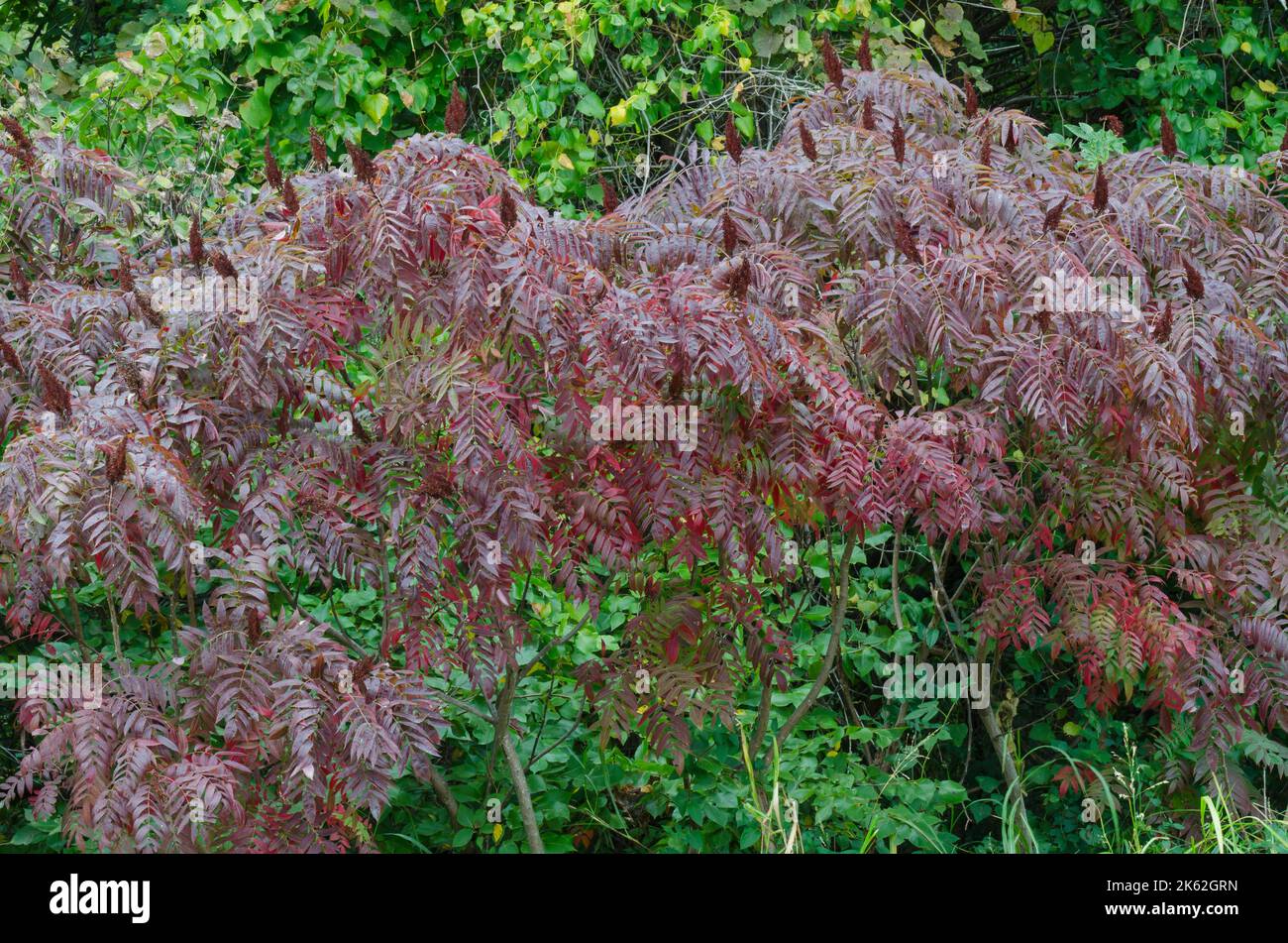 Smooth Sumac, Rhus glabra, in Fall with fruit Stock Photo Alamy