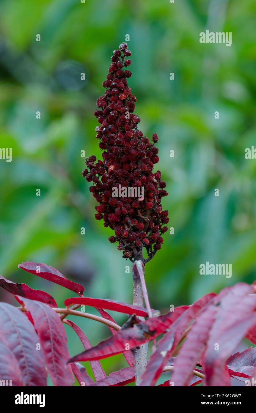 Smooth Sumac, Rhus glabra, in Fall with fruit Stock Photo Alamy