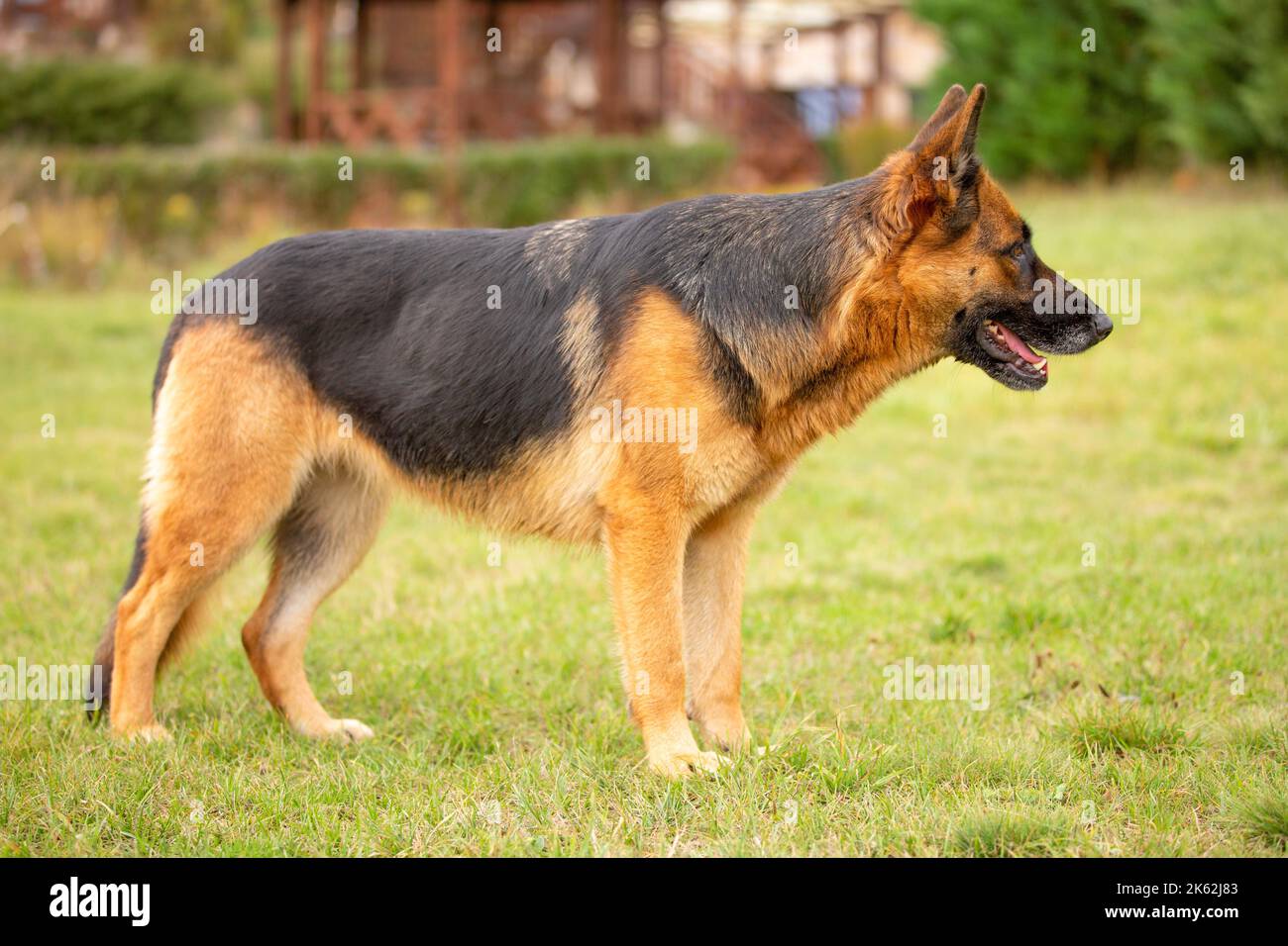 Adorable German shepherd standing in green grass, summer outdoors Stock