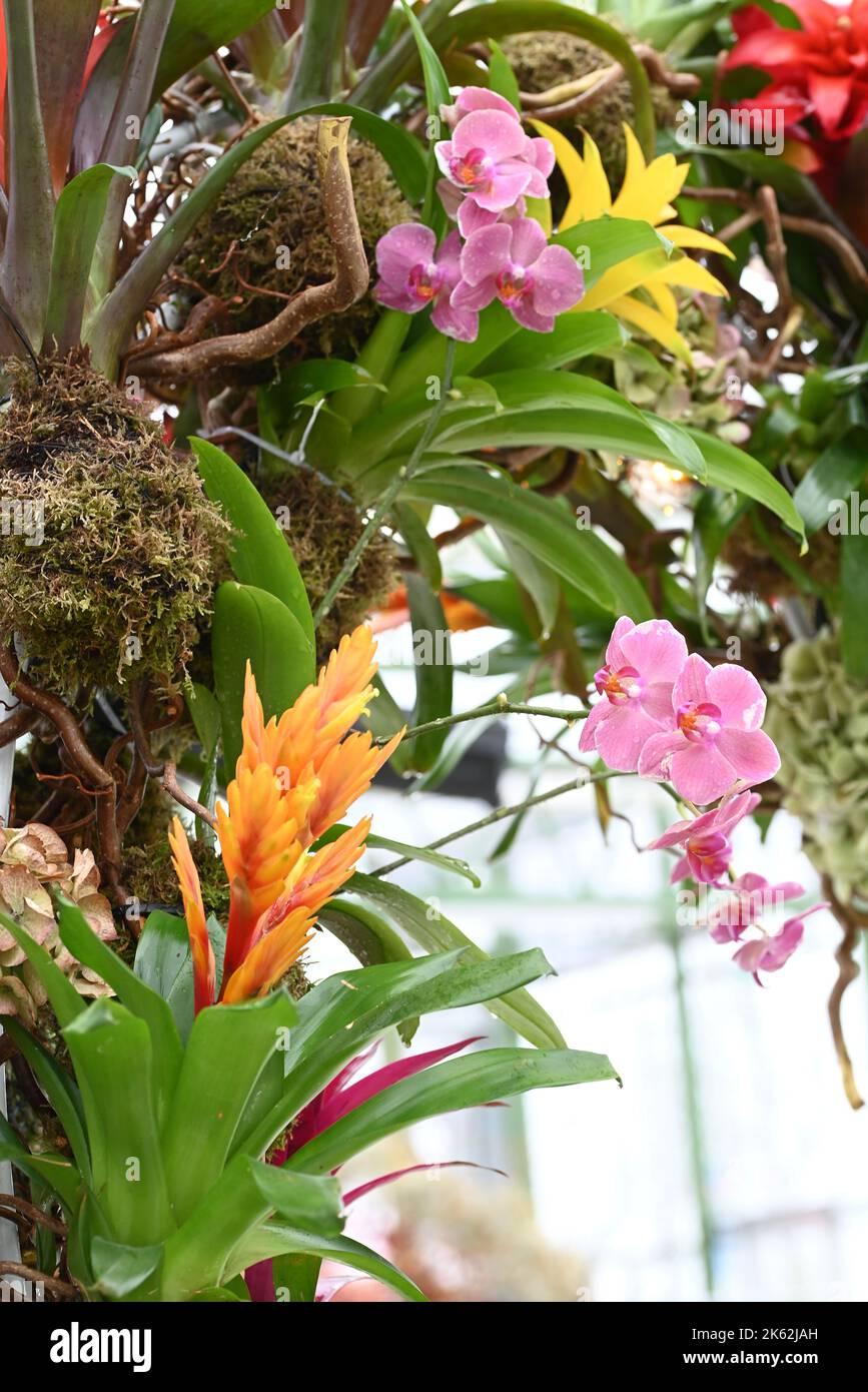 Bromeliad red and yellow tropical plant and orchids. Stock Photo
