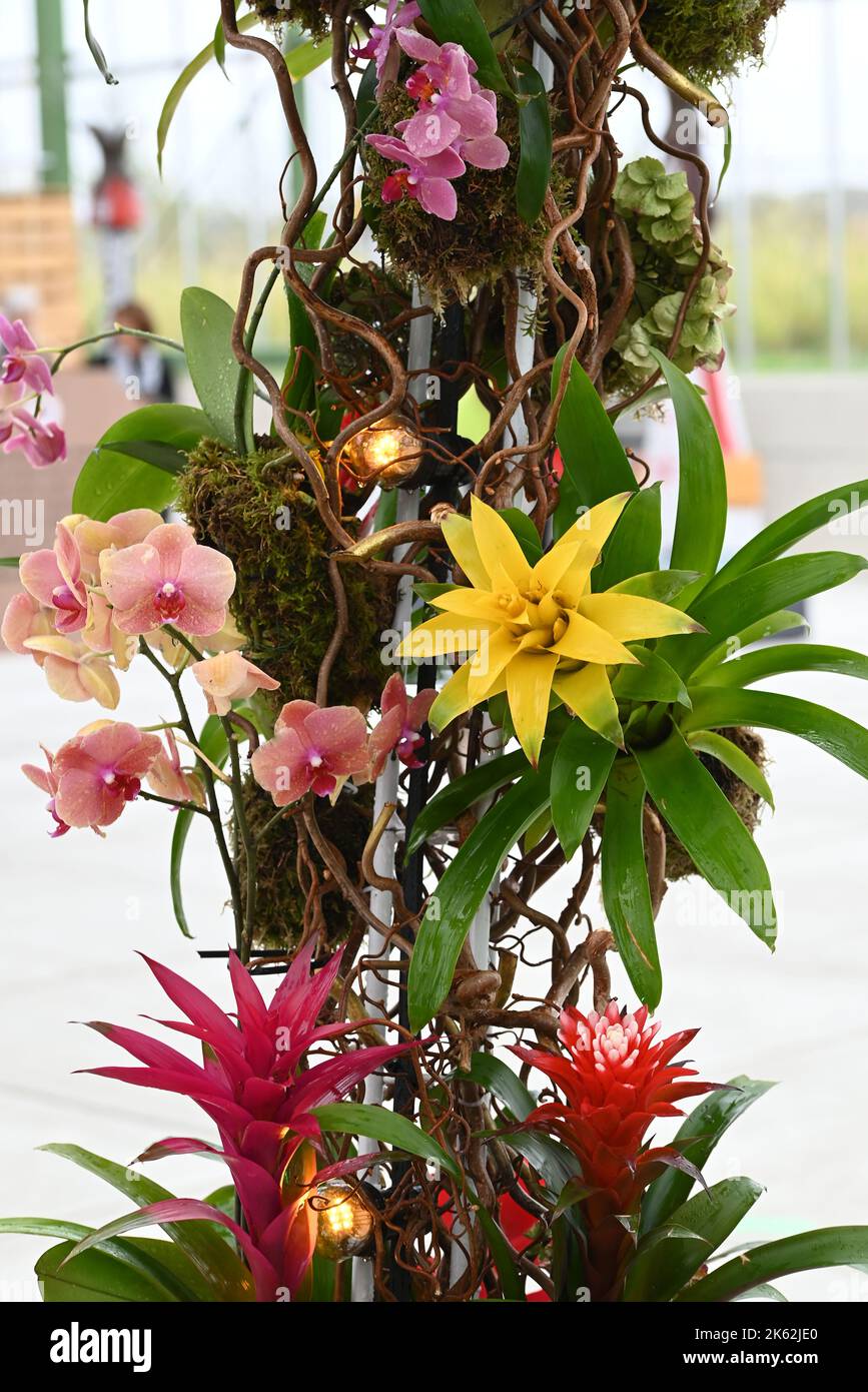 Bromeliad red and yellow tropical plant and orchids. Stock Photo
