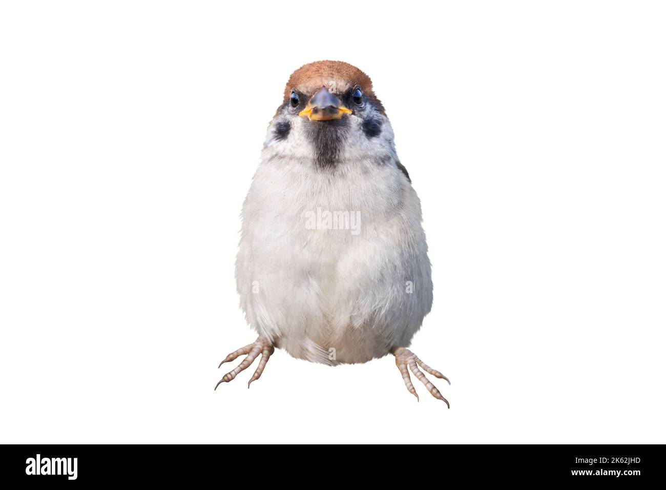 sparrow stands boldly and proudly isolated on white, funny animals Stock Photo