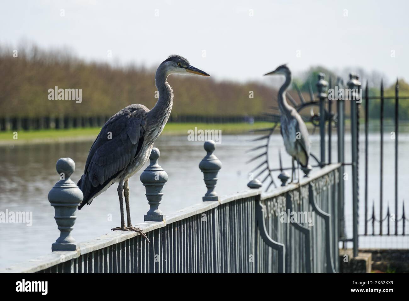 Two herons on the fence, UK Stock Photo