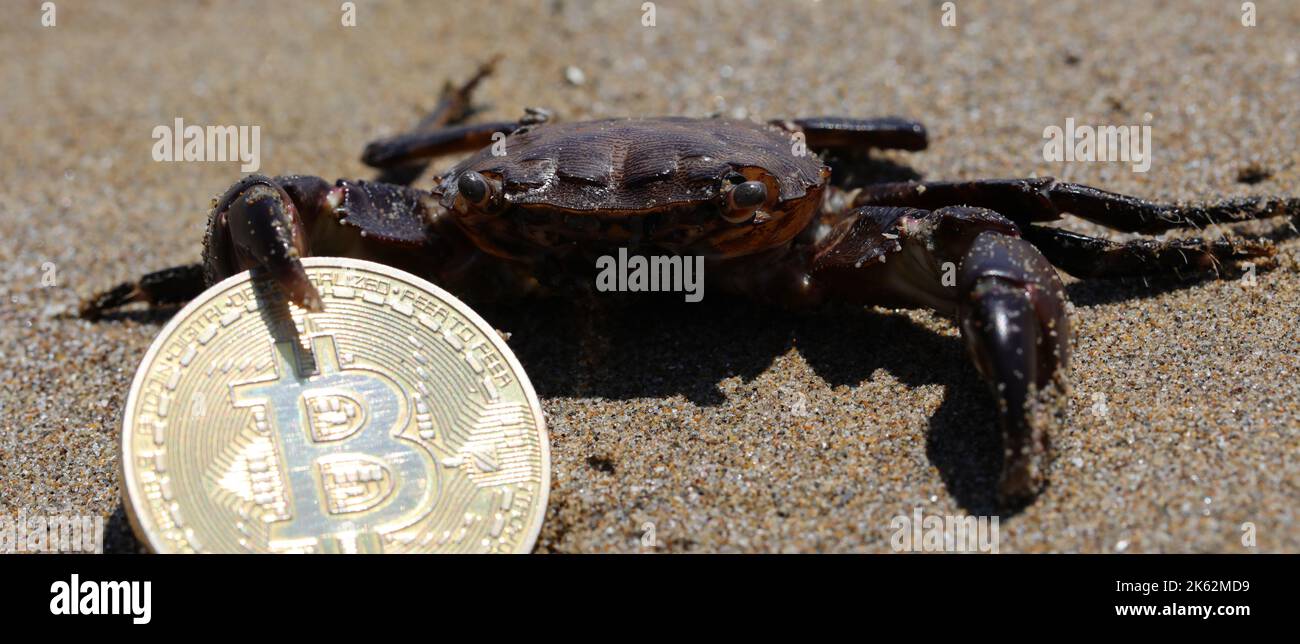 big crab grabbing the golden Bitcoin coin with the claw Stock Photo - Alamy