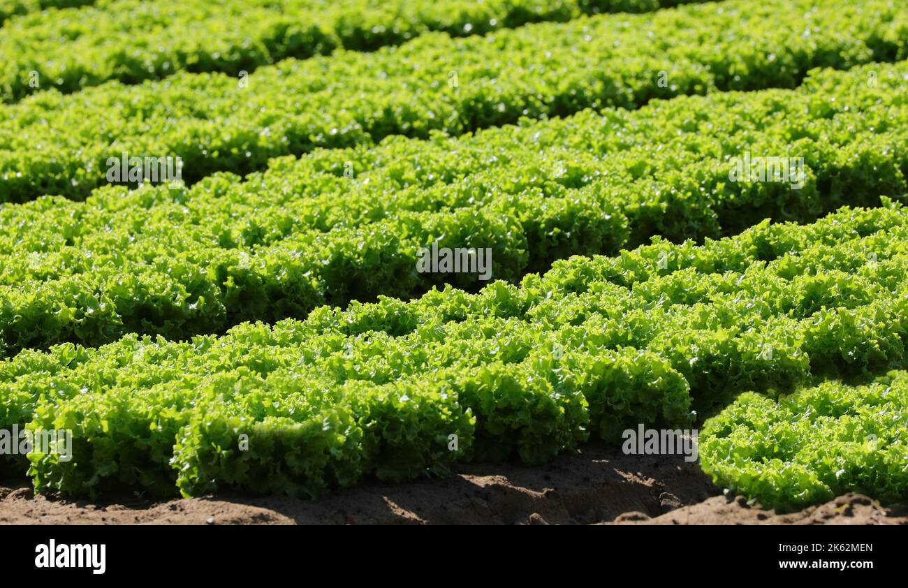 fresh green lettuce without using chemical pesticides on the cultivated