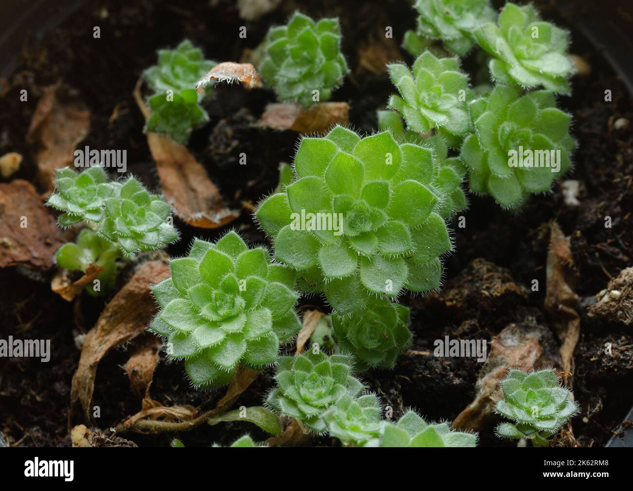Nursery of small succulent plants propagated by leaves. Aeonium tabuliforme. Stock Photo