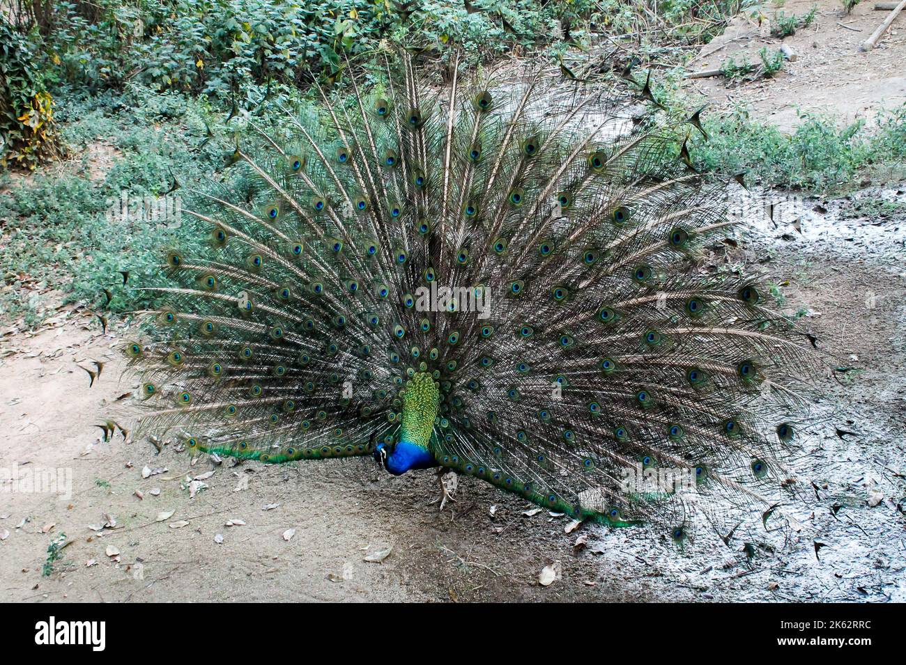 A high-angle of beautiful peacock showing off an open tail with a grass ...