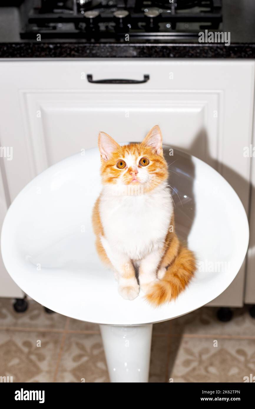 Ginger kitten sitting on a white bar stool seat in the kitchen looks up