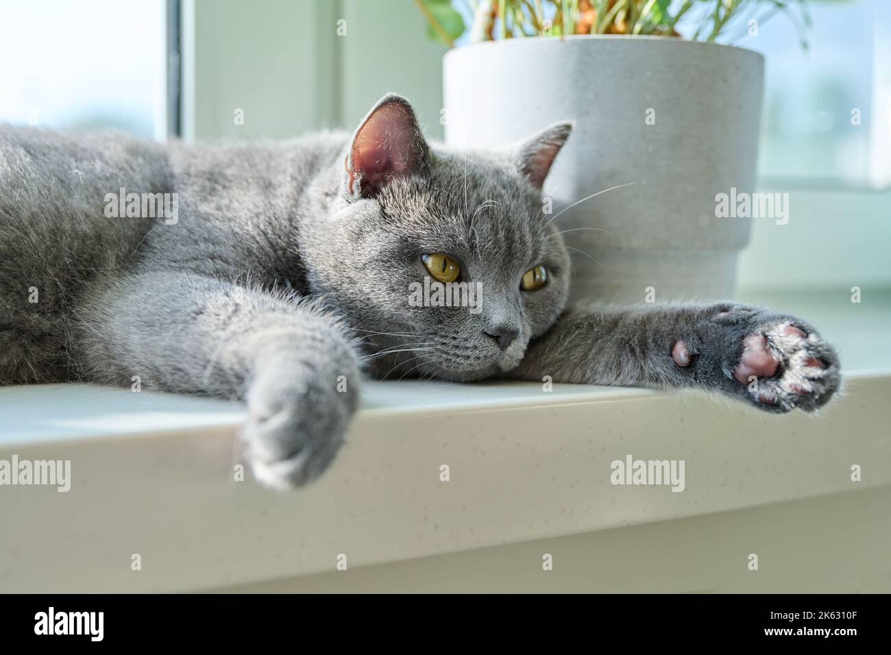 Relaxed lying gray cat on a sunny window Stock Photo - Alamy