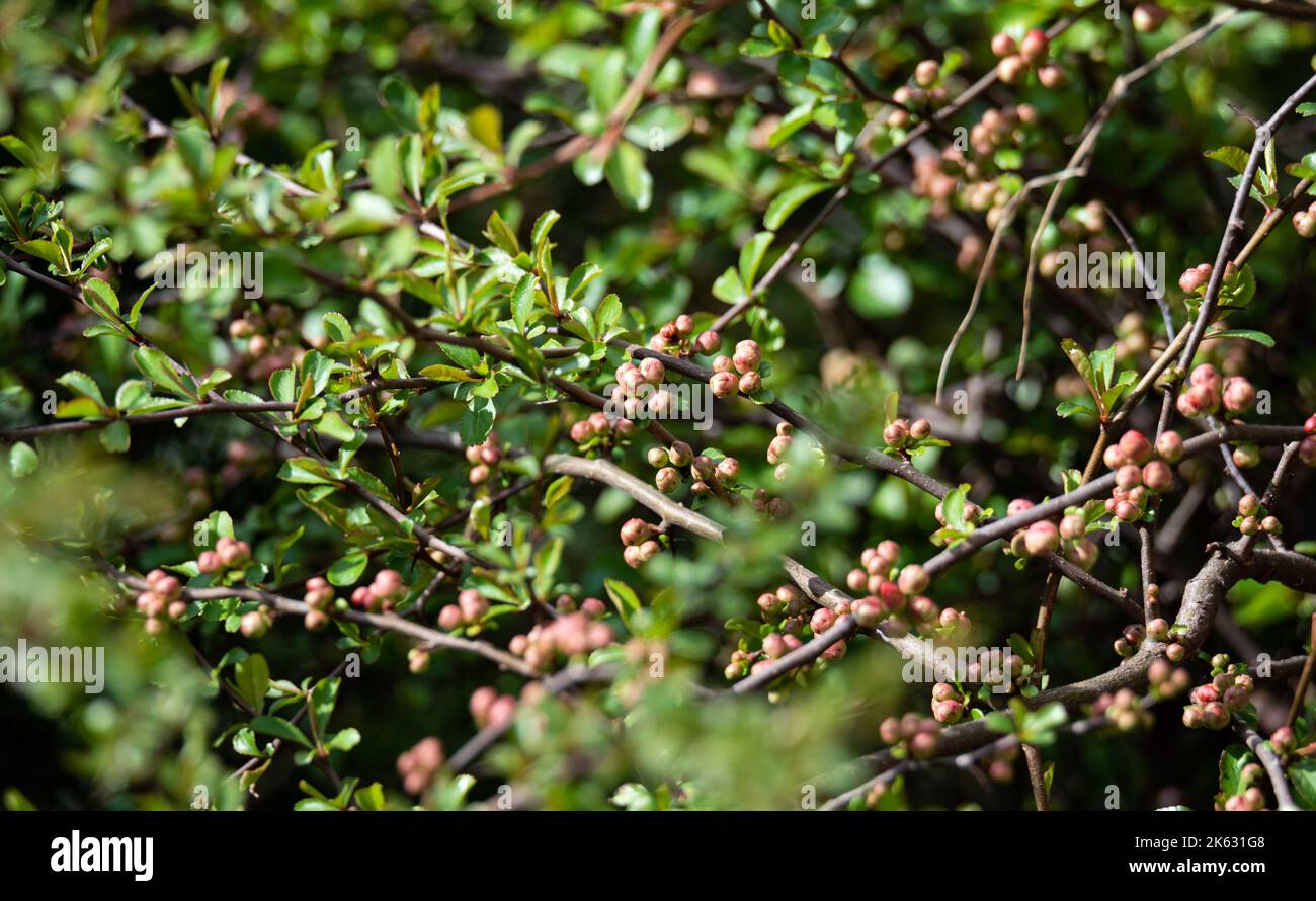 Japanese quince buds. The twigs of the bush with flower buds in close-up. Decorative shrub in the spring before flowering. Stock Photo