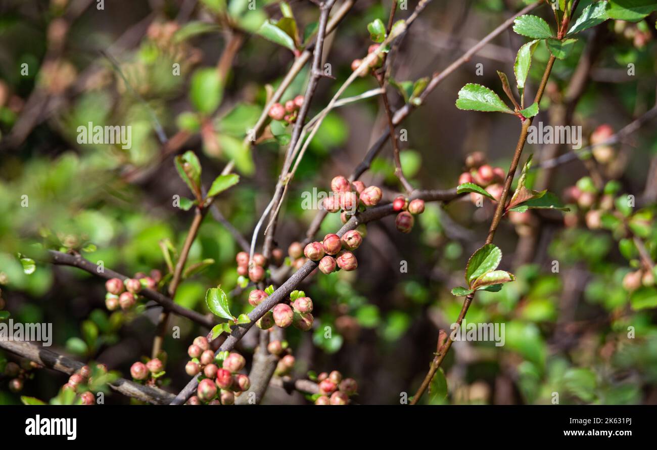 Japanese quince buds. The twigs of the bush with flower buds in close-up. Decorative shrub in the spring before flowering. Stock Photo