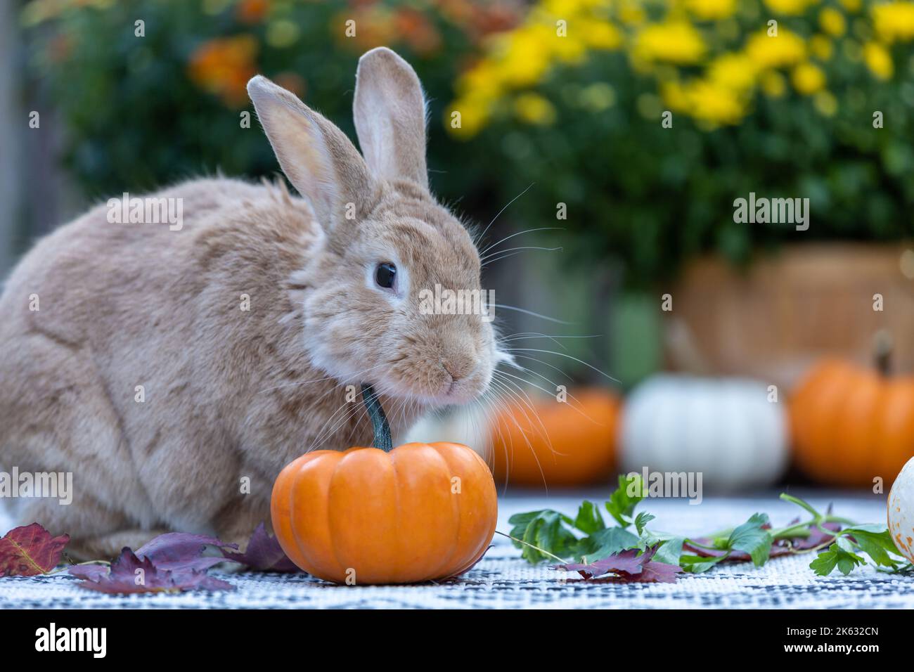 Rufus Rabbit poses next to pumpkins and mums for a classic fall scene